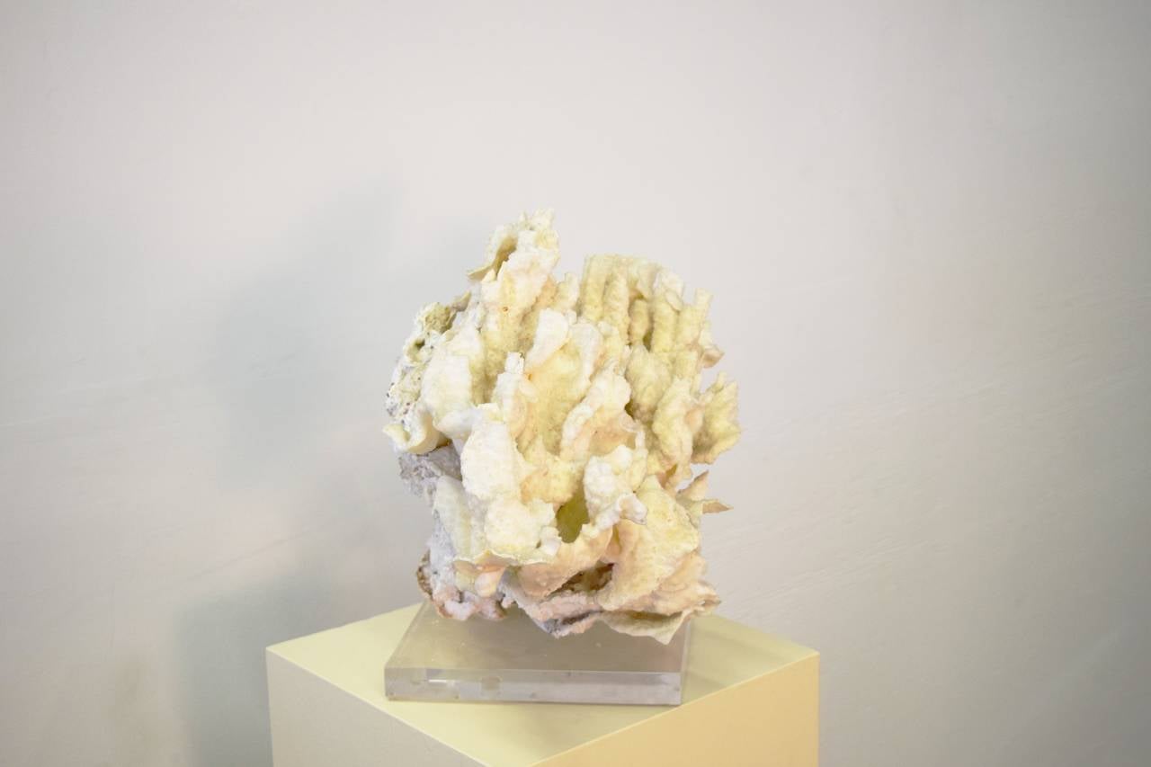Mid-Century Modern Coral on Lucite Base Sculpture