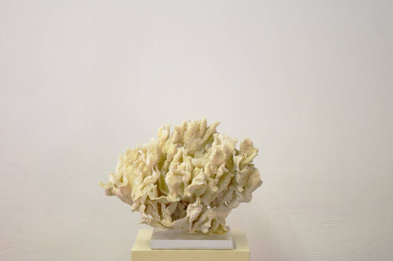 20th Century Coral on Lucite Base Sculpture