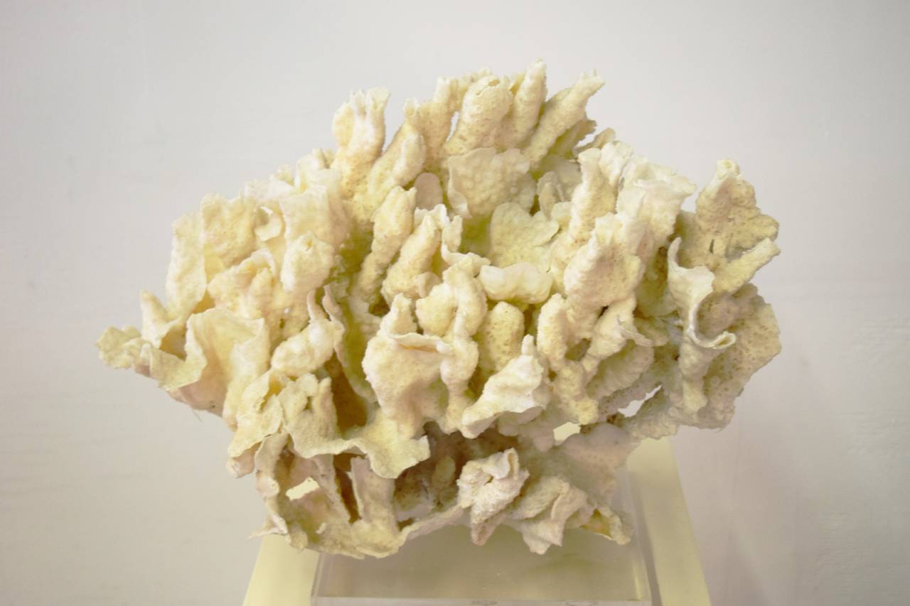 Coral on Lucite Base Sculpture 1