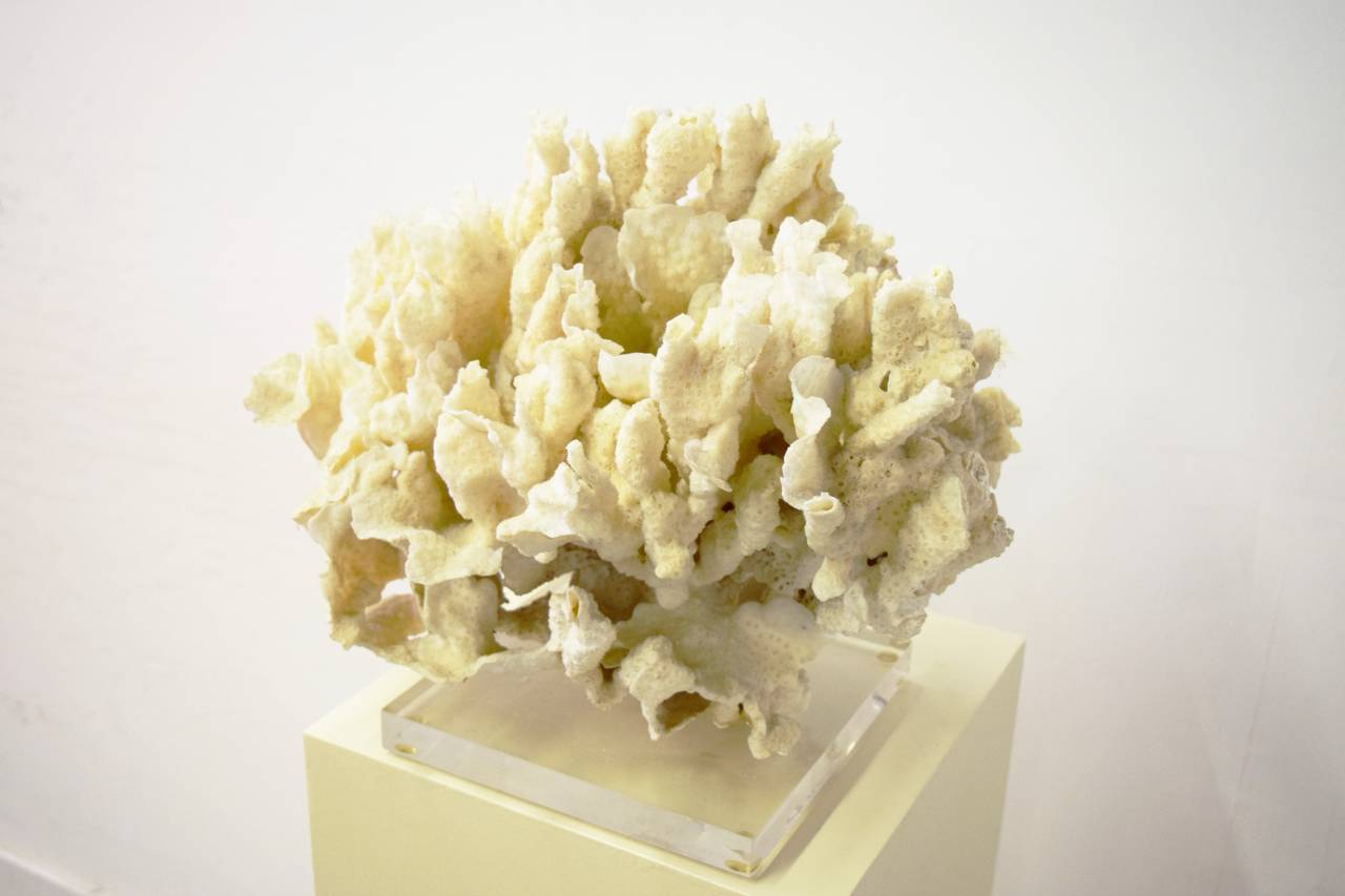 Coral on Lucite Base Sculpture 2