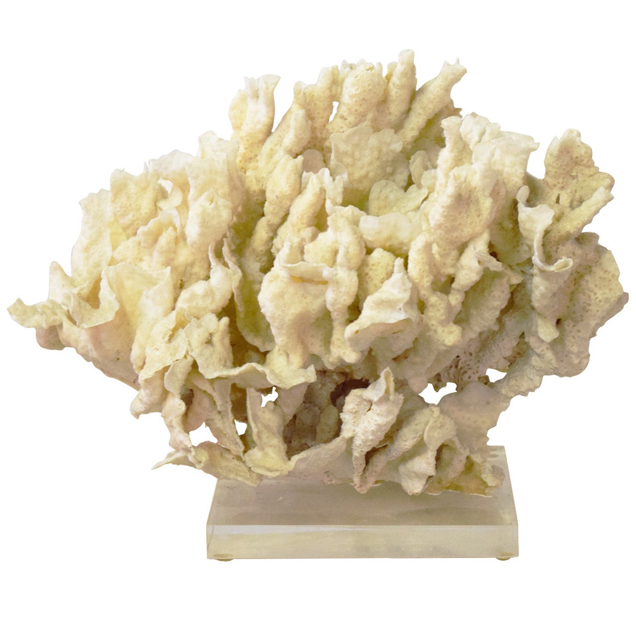 Coral on Lucite Base Sculpture