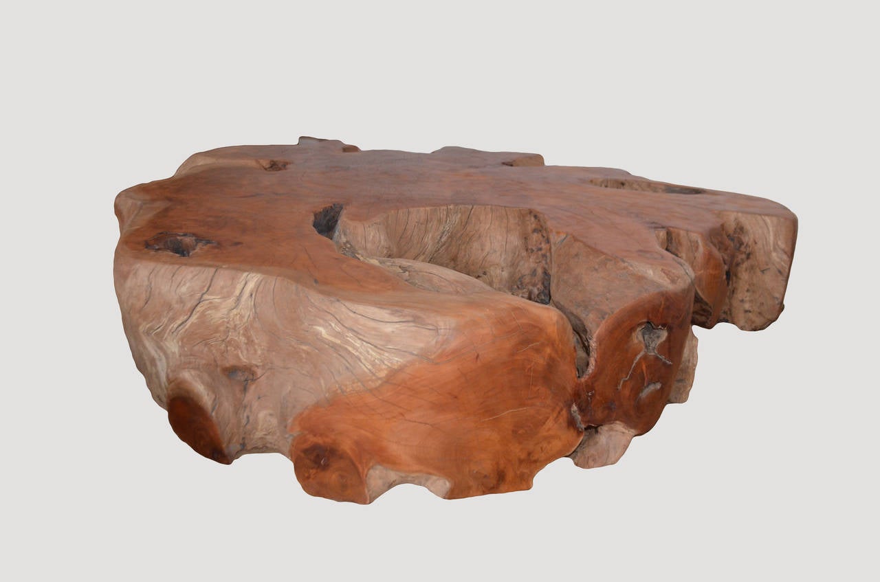 Indonesian Large Root Mahoni Wood Coffee Table