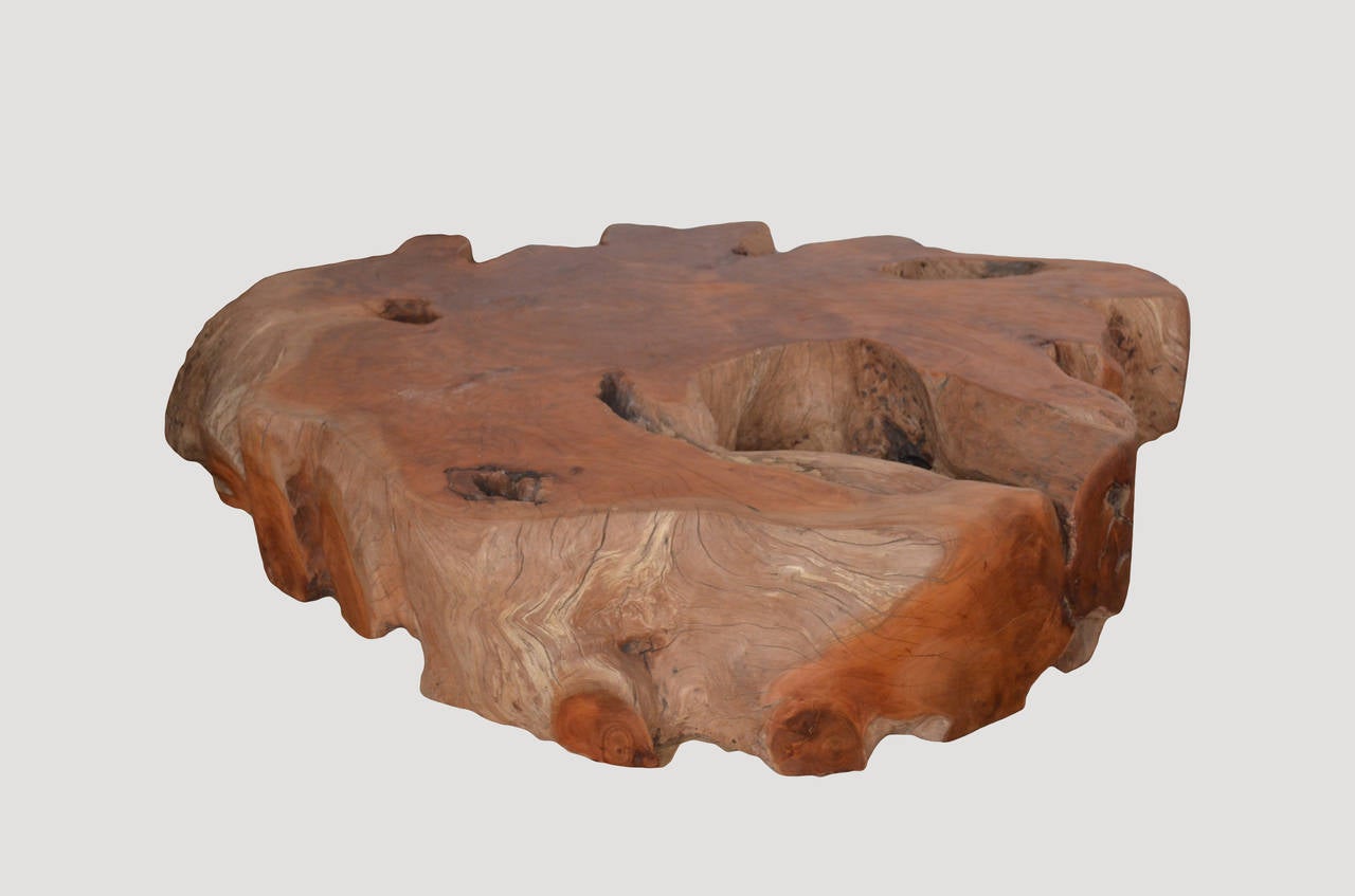 Enormous mahoni wood single root coffee table. This is the wow factor in any space. Also fabulous for seating. Organic is the new modern.