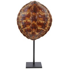 Antique French Tortoise Shell