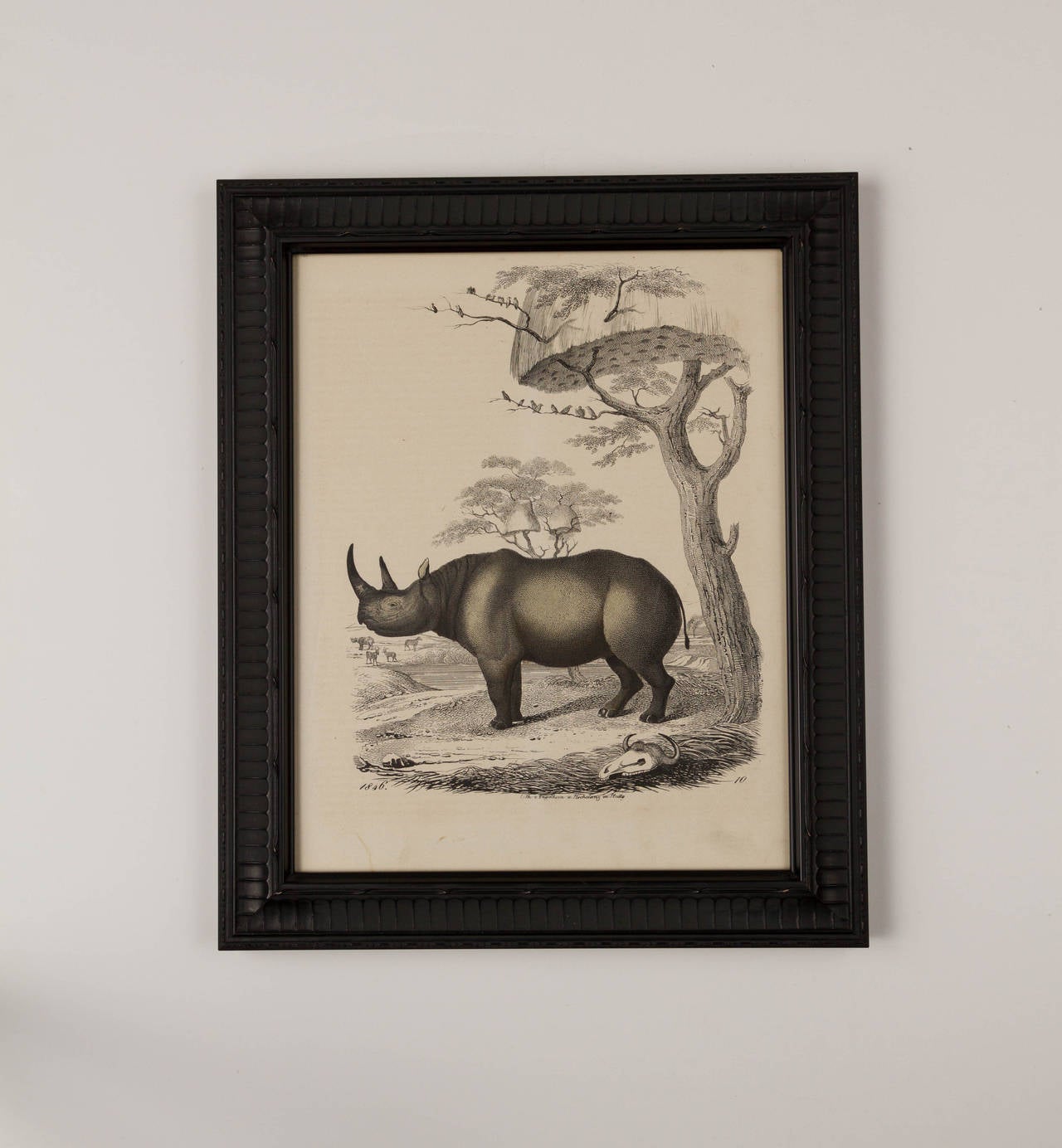 Mid-19th Century Set of Six Zoological Prints, 1864  For Sale