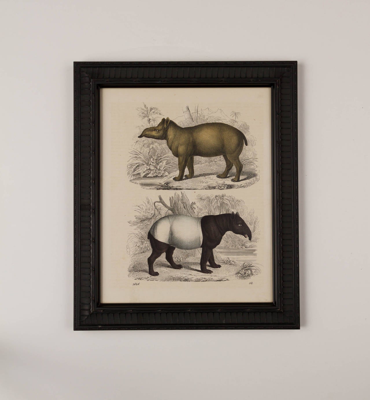 Set of Six Zoological Prints, 1864  For Sale 1