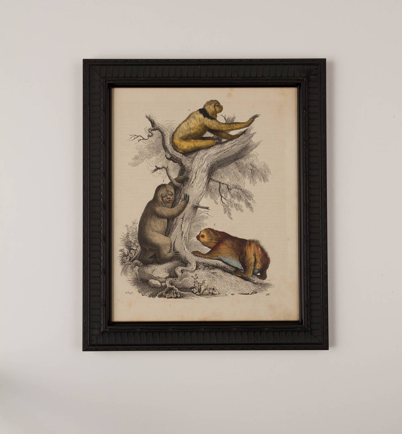 Set of Six Zoological Prints, 1864  For Sale 2