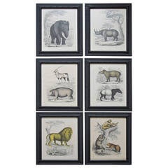 Set of Six Zoological Prints, 1864