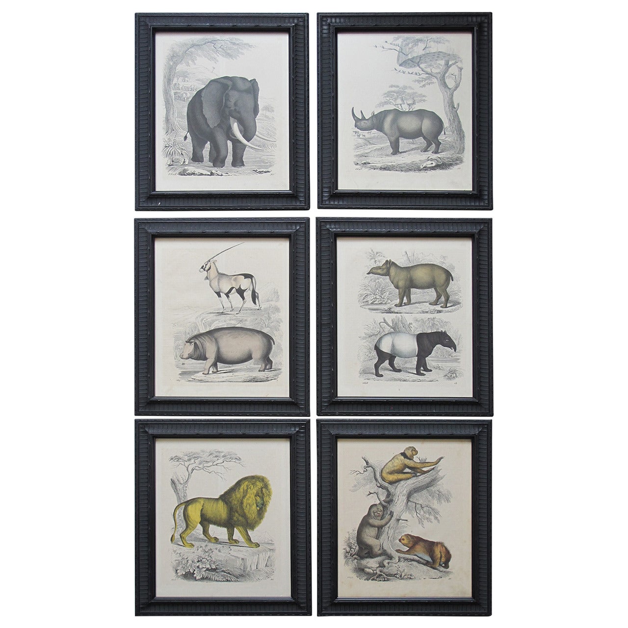 Set of Six Zoological Prints, 1864  For Sale