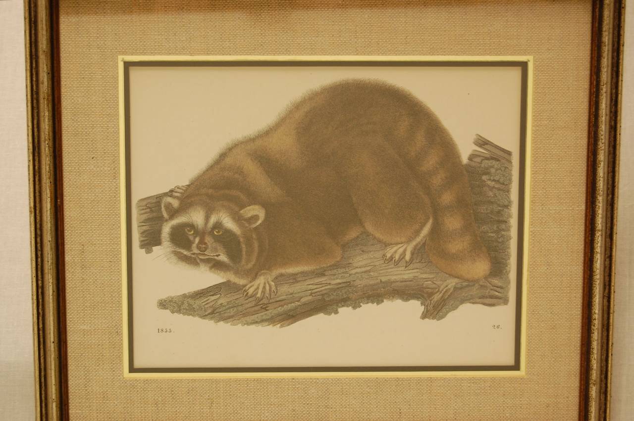 Early Victorian Framed and Matted 19th Century Animal Aquatint Print