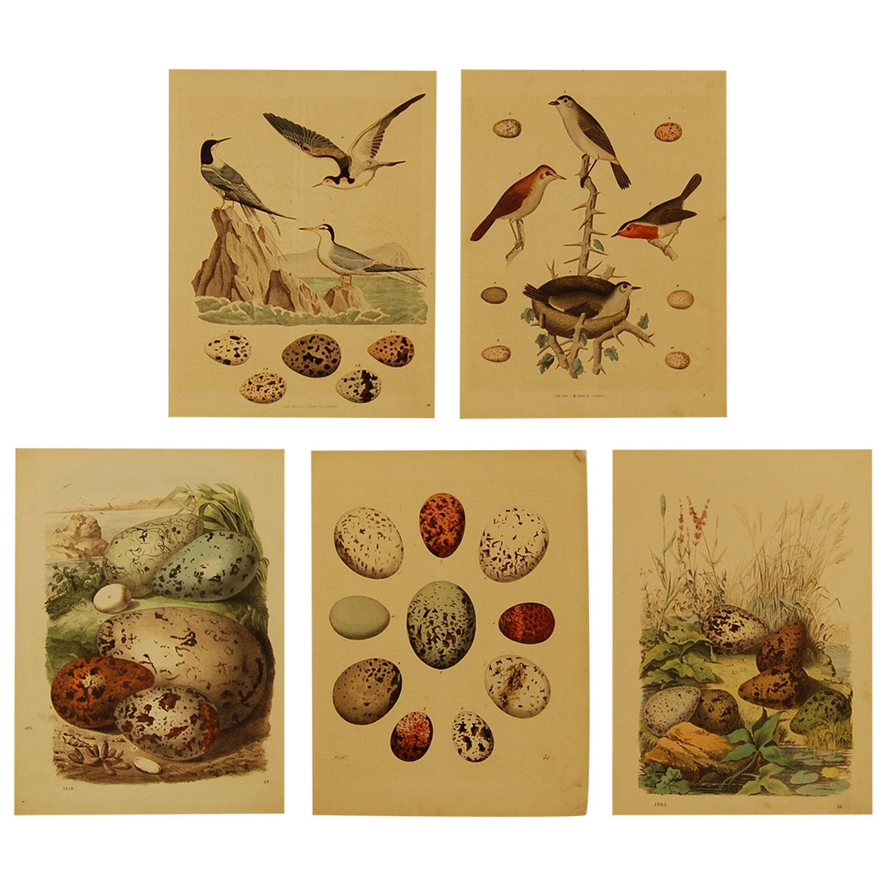 Set of Five Stuttgart Germany 19th Century Lithographs of Birds and Eggs