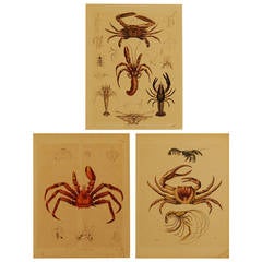 Antique Set of Three Stuttgart Germany 19th Century Lithographs of Crabs