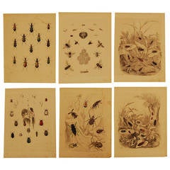Antique Set of Six German 19th Century Hand-Colored Lithographs of Beetles and Bees
