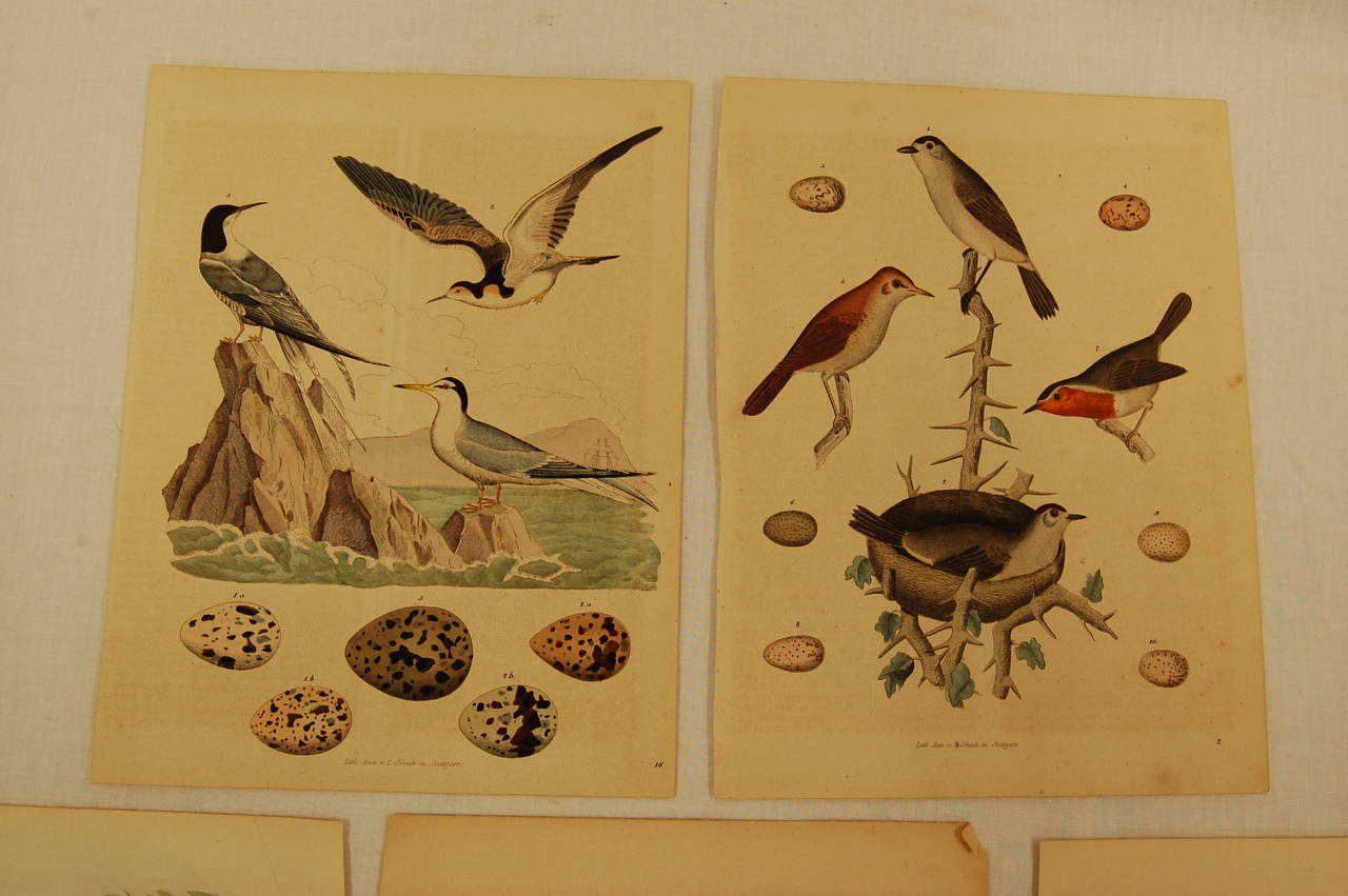 Victorian Set of Five Stuttgart Germany 19th Century Lithographs of Birds and Eggs