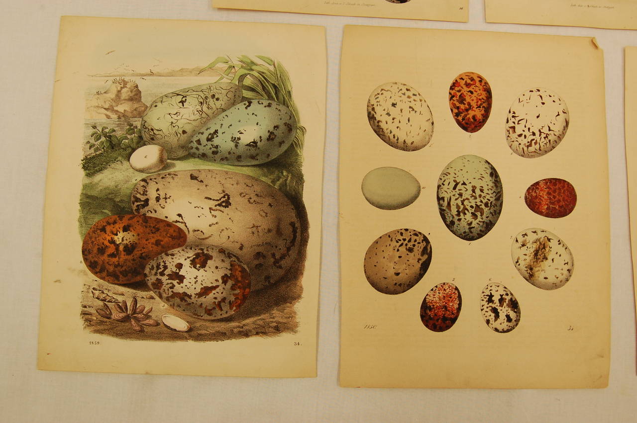 Hand-Painted Set of Five Stuttgart Germany 19th Century Lithographs of Birds and Eggs