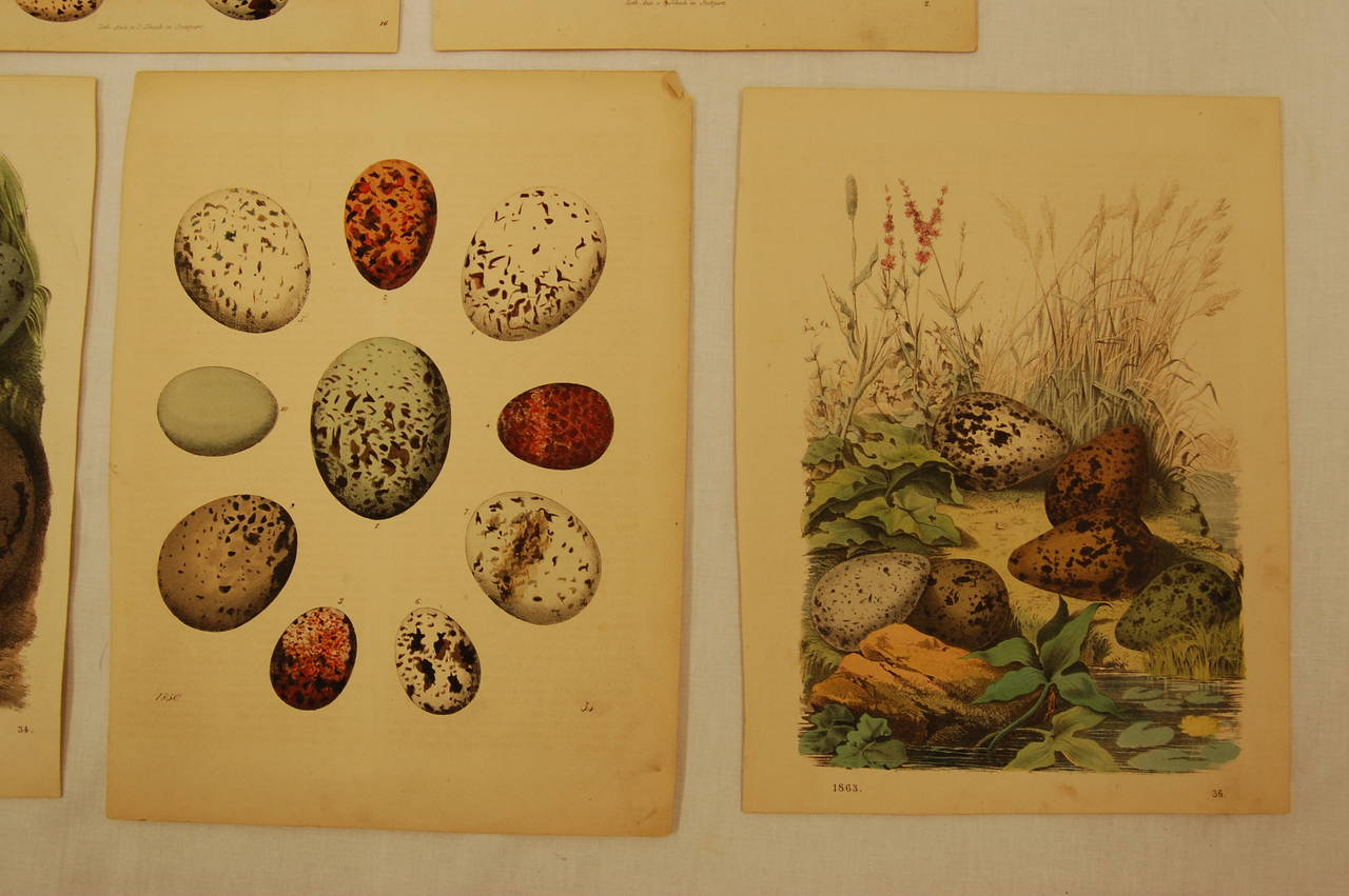 Set of Five Stuttgart Germany 19th Century Lithographs of Birds and Eggs In Excellent Condition In Pittsburgh, PA