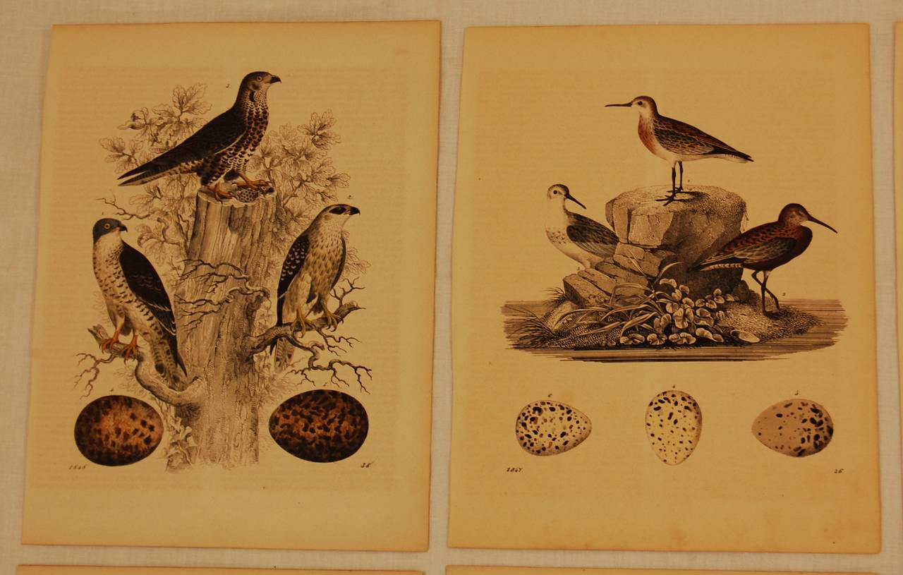 Victorian Set of Ten German 19th Century Hand-Colored Lithographs of Birds and Eggs