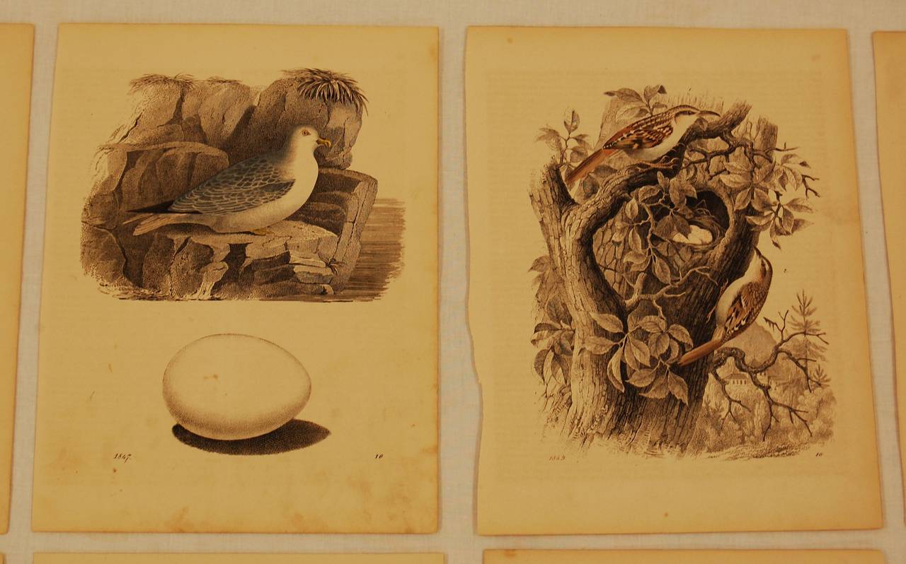 Set of Ten German 19th Century Hand-Colored Lithographs of Birds and Eggs In Excellent Condition In Pittsburgh, PA