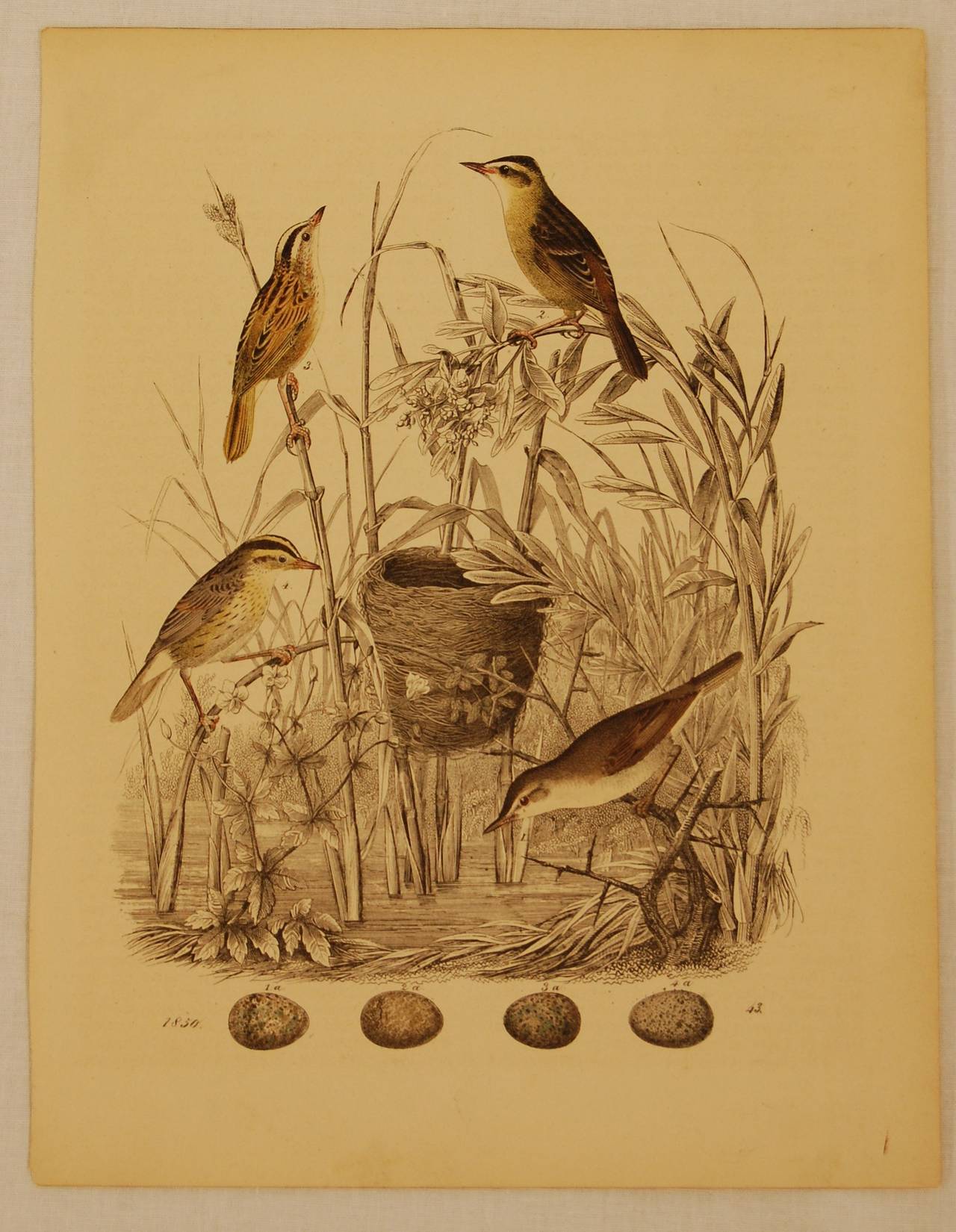 Hand-Painted Set of Ten German 19th Century Hand-Colored Lithographs of Birds and Eggs