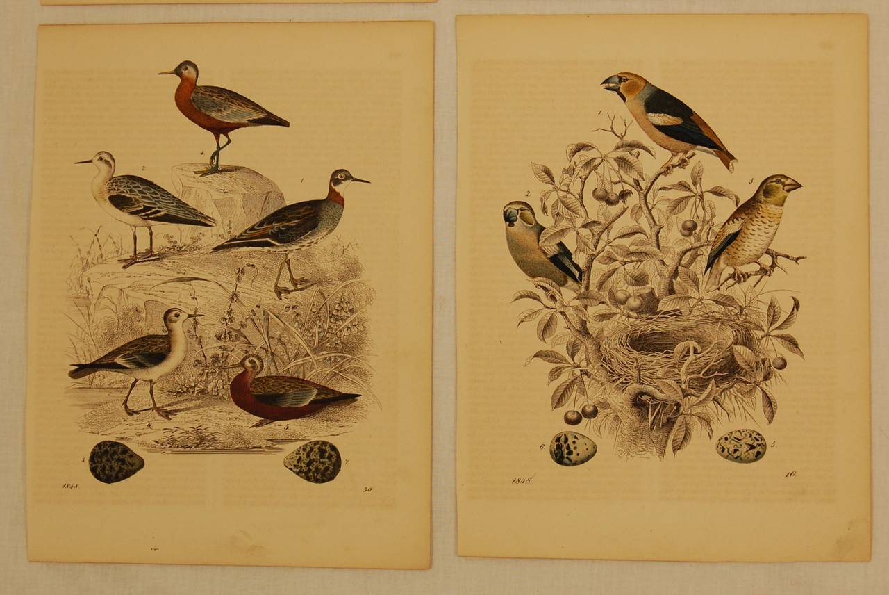 Ten prints dating between 1844 and 1850 in good condition with minor foxing.