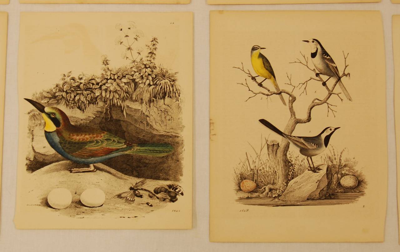 Set of Ten German 19th Century Hand-Colored Lithographs of Birds and Eggs 2