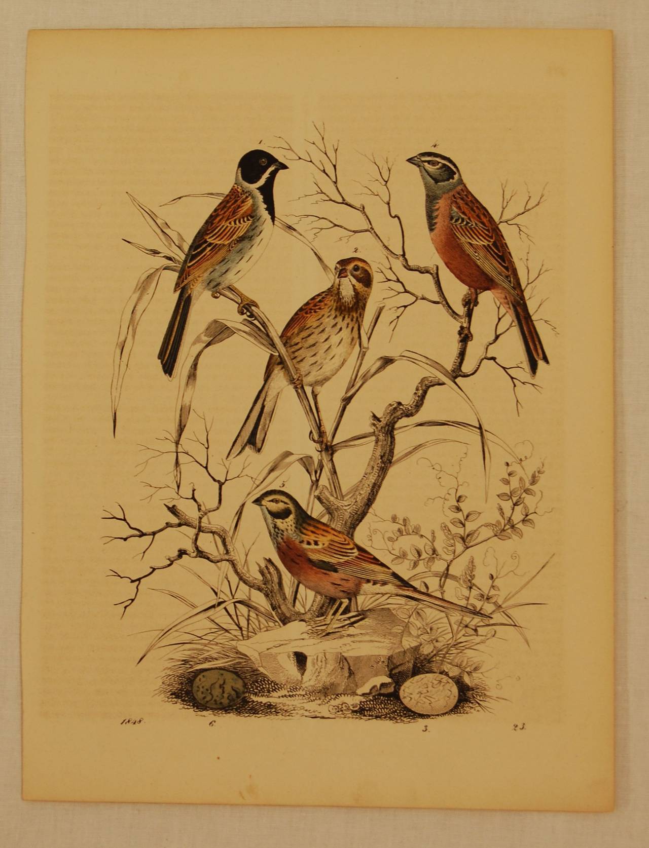 Paper Set of Ten German 19th Century Hand-Colored Lithographs of Birds and Eggs