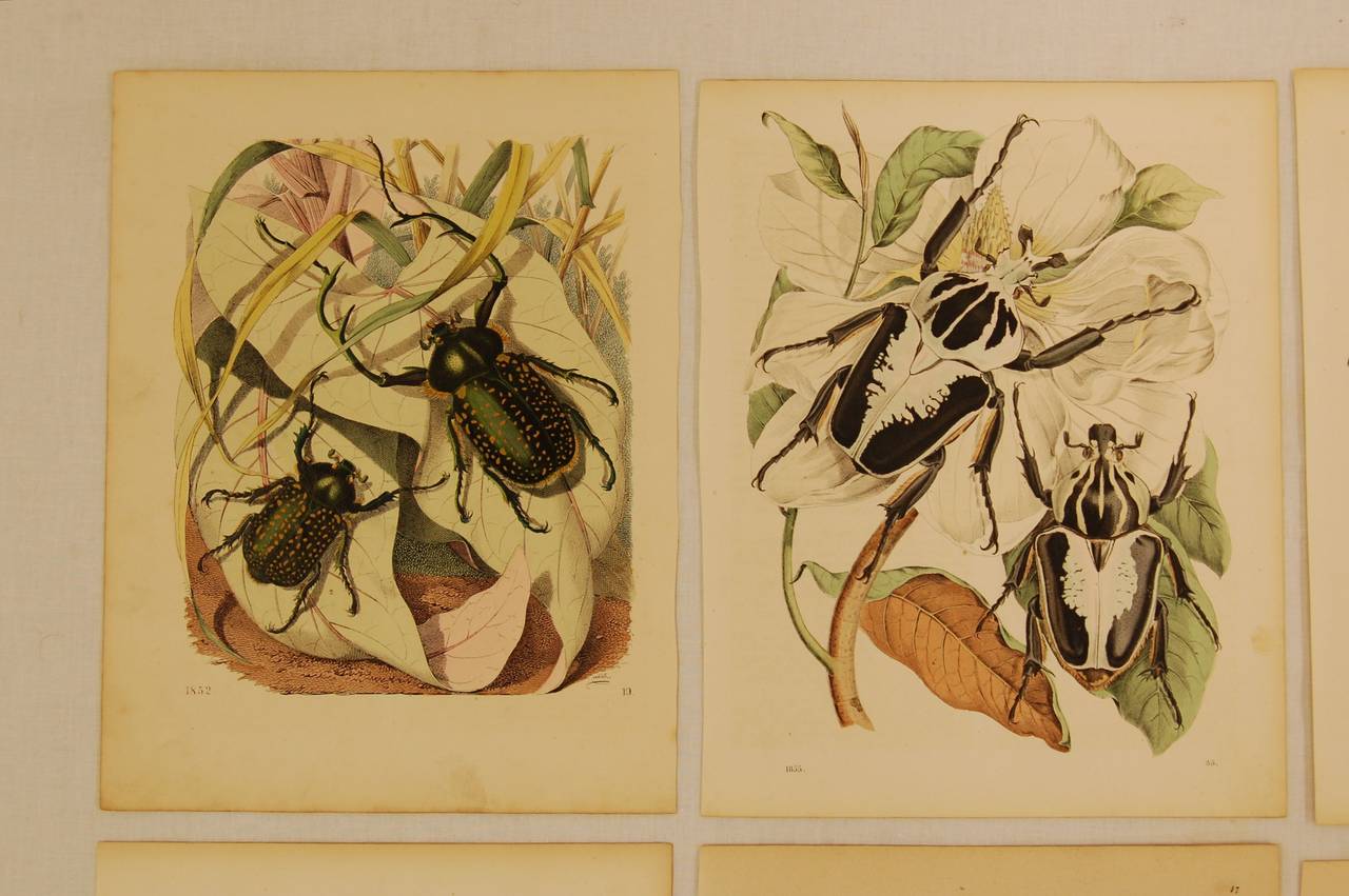 Set of ten German prints depicting various beetles on the fauna in which they live. Sizes vary slightly but can easily be framed in like size mats.