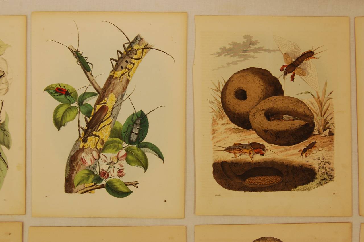 Victorian Setof Ten German 19th Century Hand-Colored Lithographs of Beetles