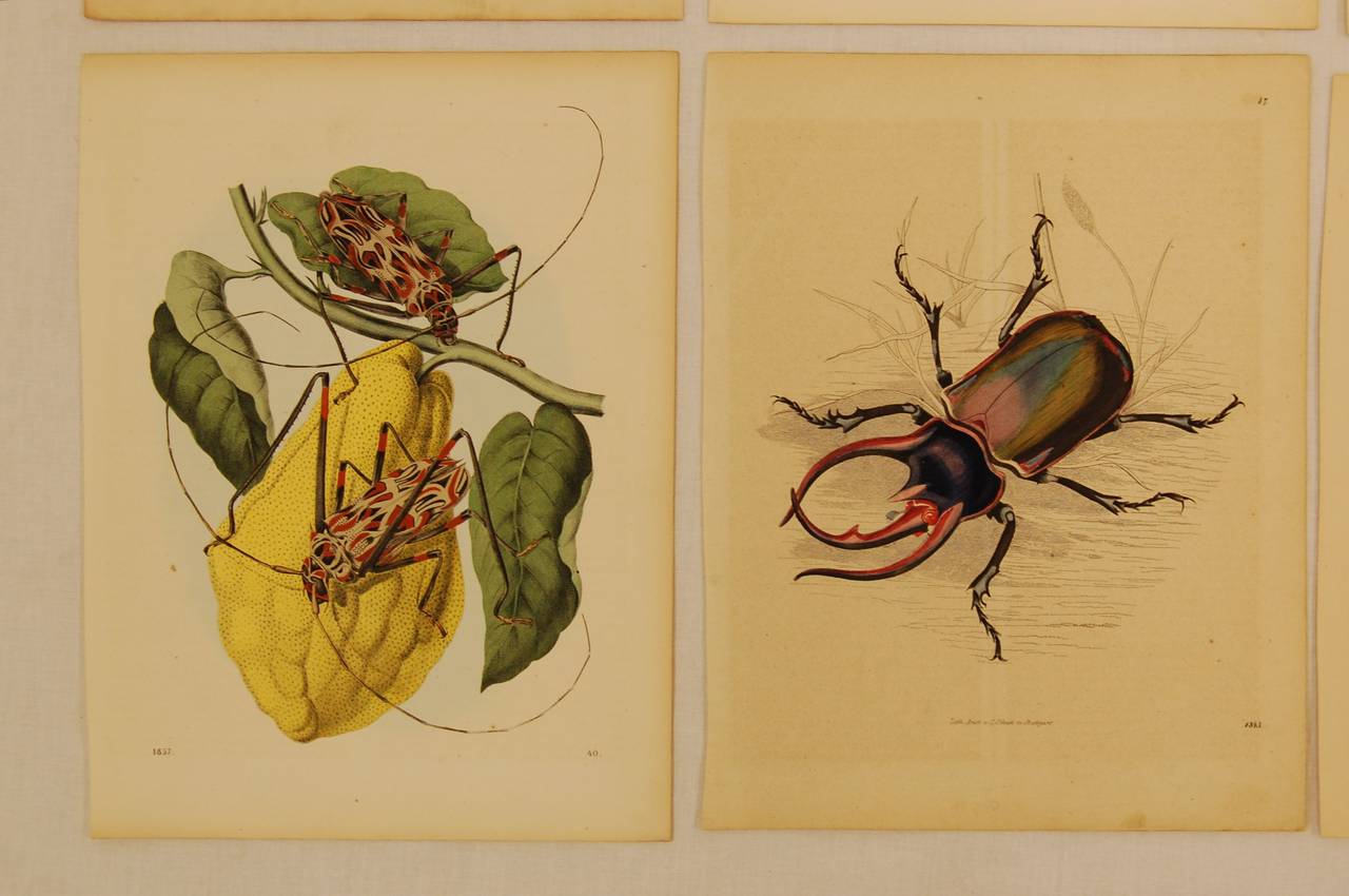 Paper Setof Ten German 19th Century Hand-Colored Lithographs of Beetles