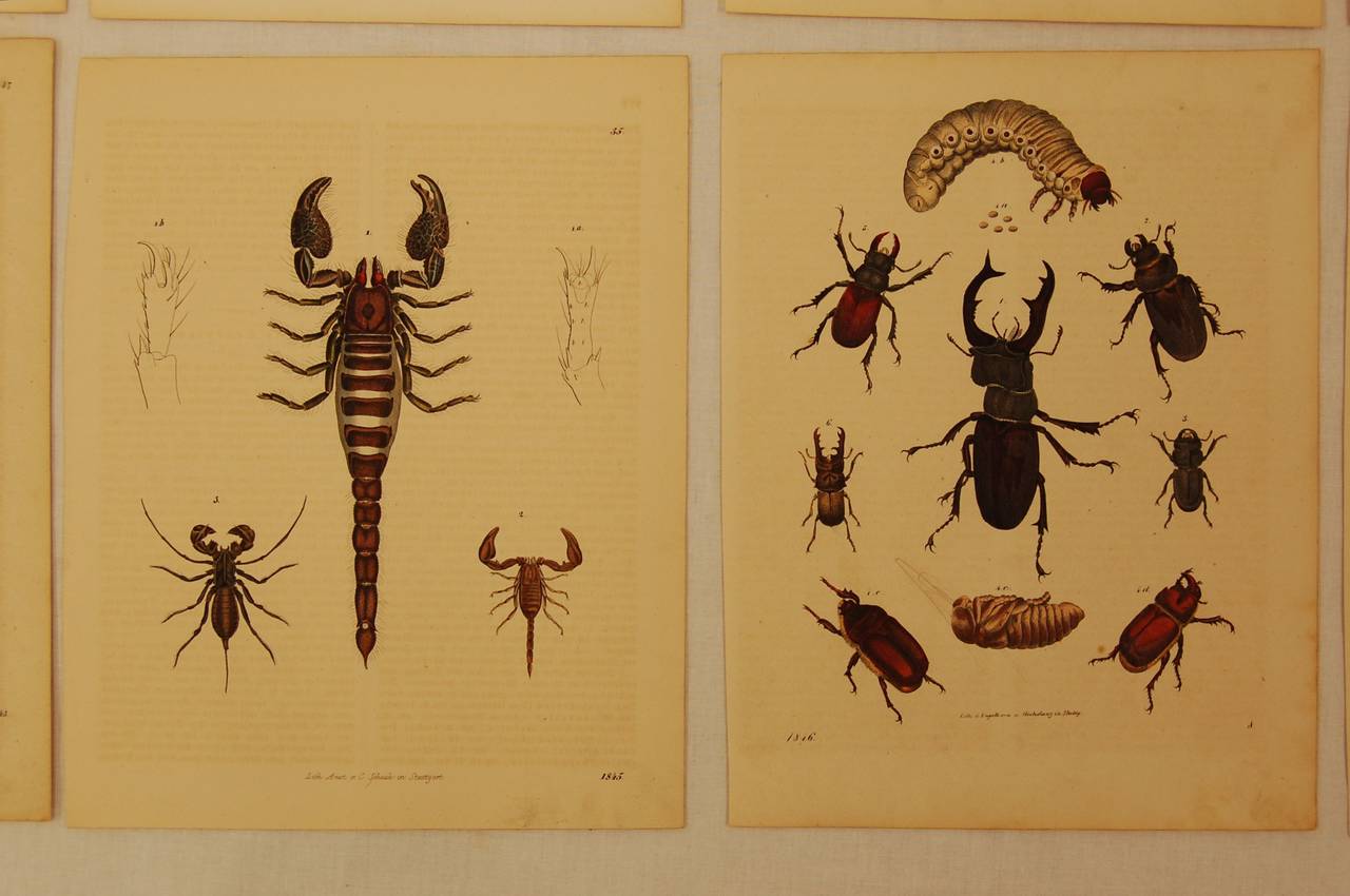 Hand-Painted Setof Ten German 19th Century Hand-Colored Lithographs of Beetles