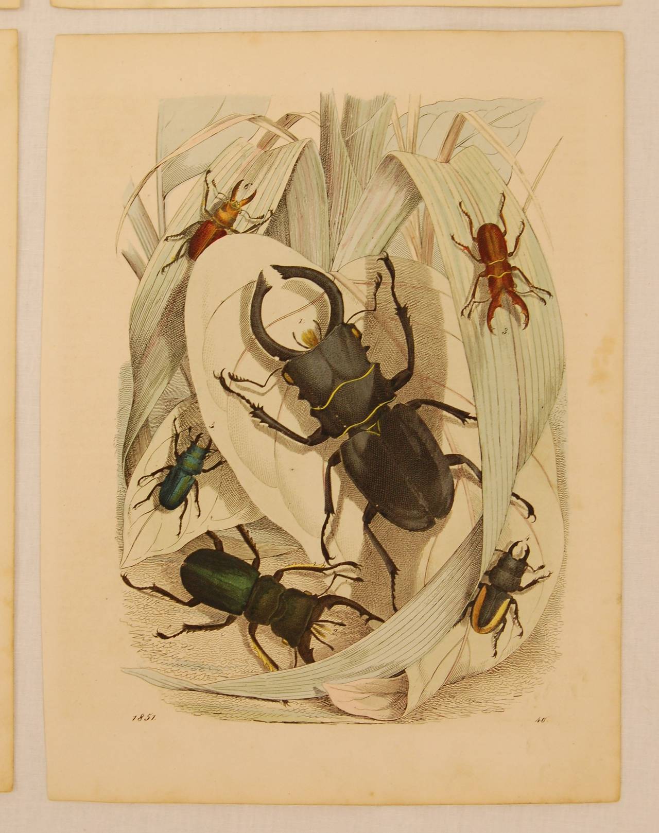 Setof Ten German 19th Century Hand-Colored Lithographs of Beetles 1