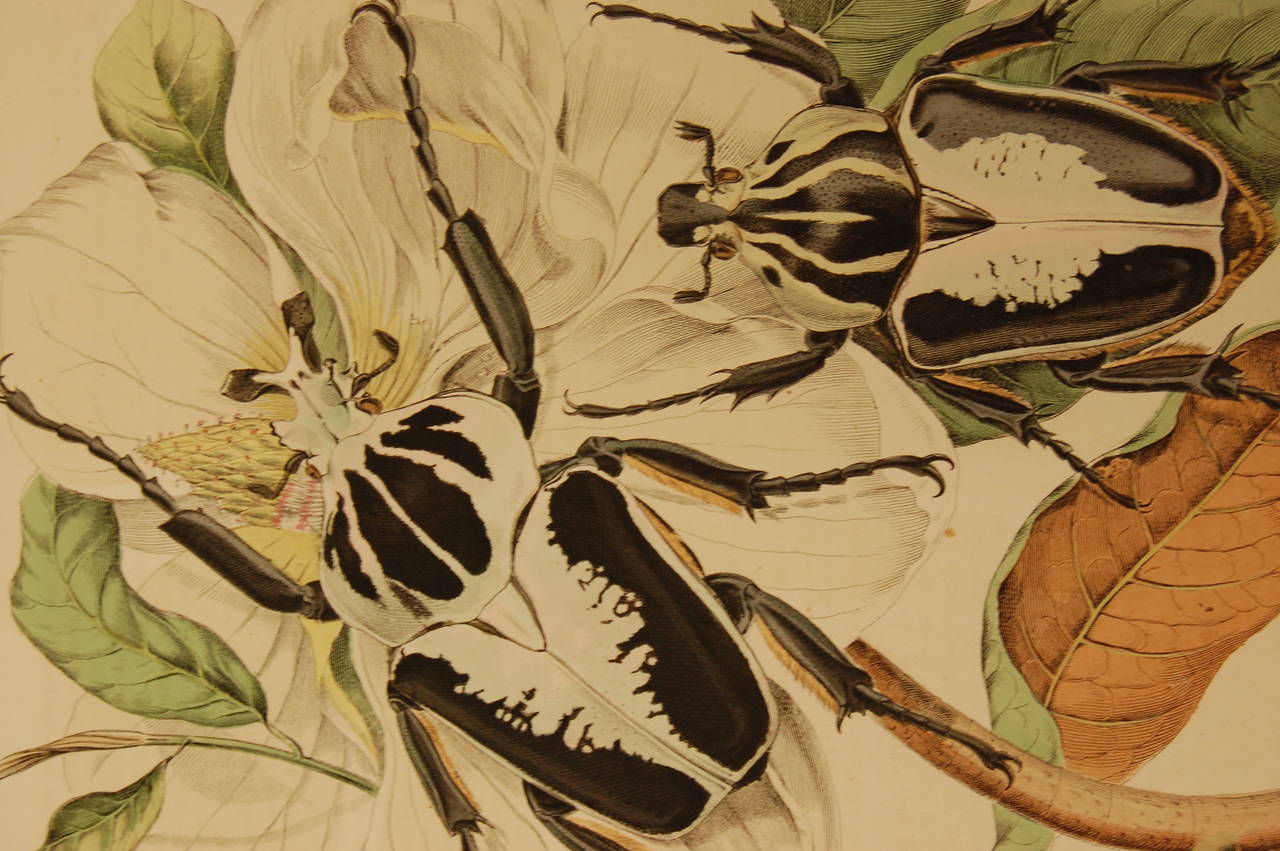 Setof Ten German 19th Century Hand-Colored Lithographs of Beetles 3