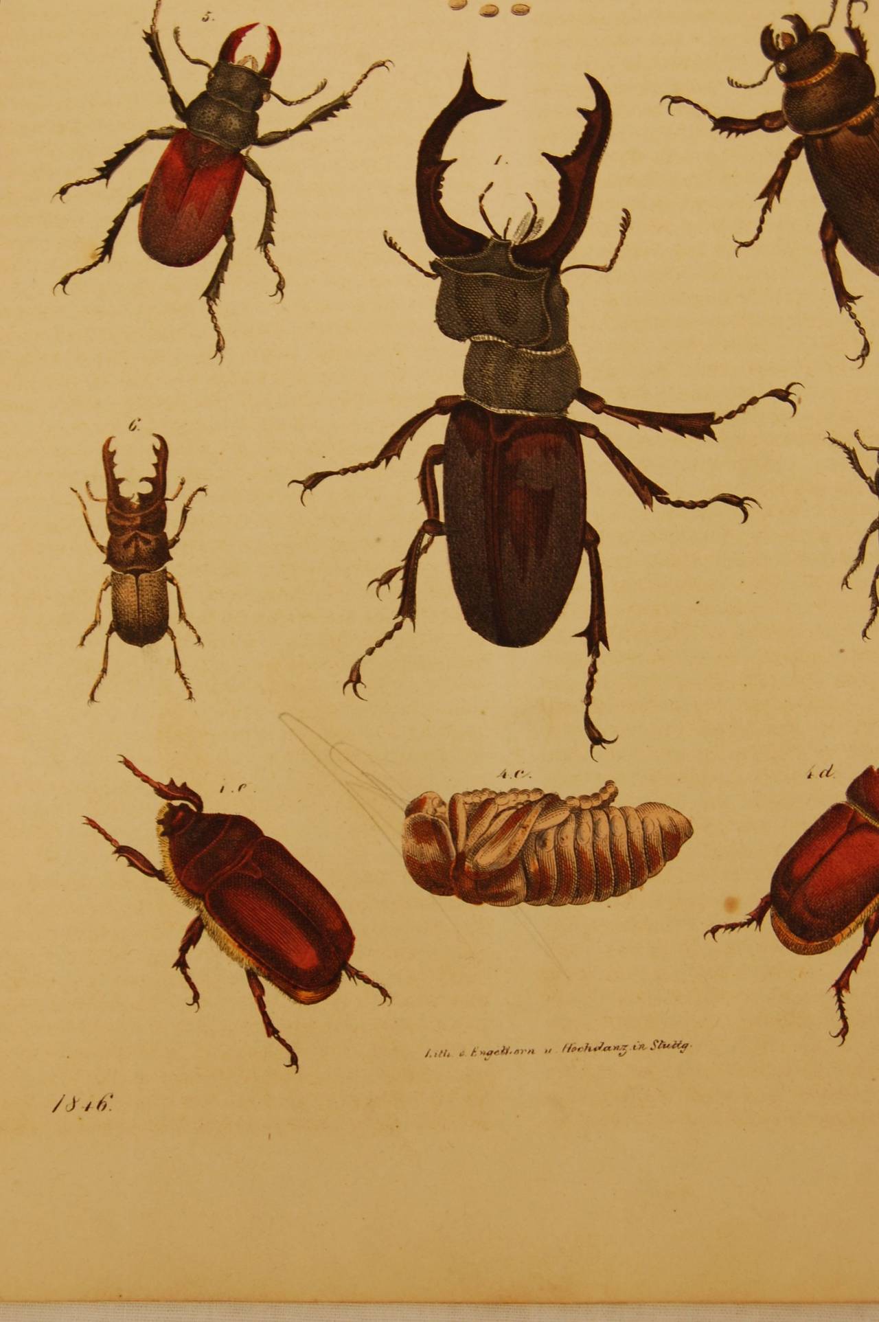Setof Ten German 19th Century Hand-Colored Lithographs of Beetles 2