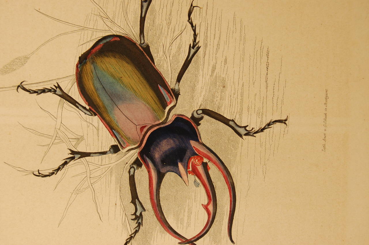 Setof Ten German 19th Century Hand-Colored Lithographs of Beetles 4