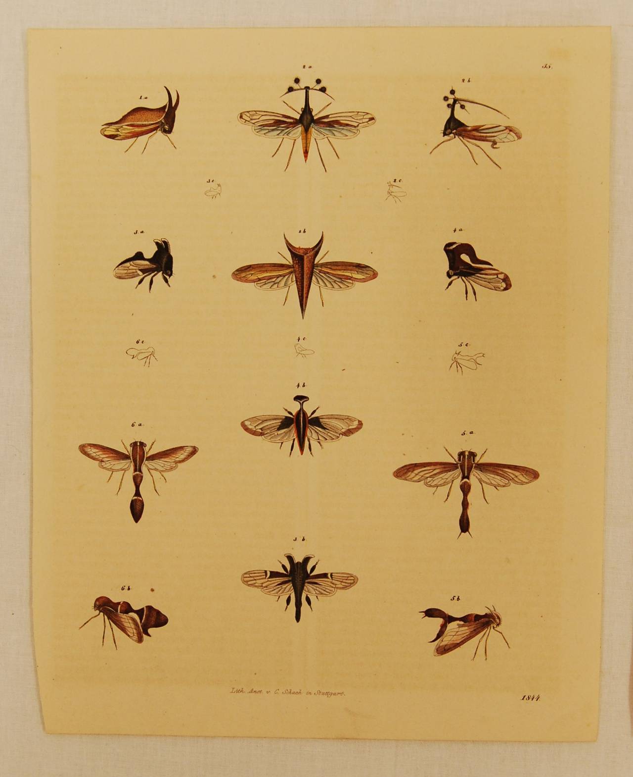 Set of three German hand colored lithographs of various beetles, flying insects and bees. All dated 1844.