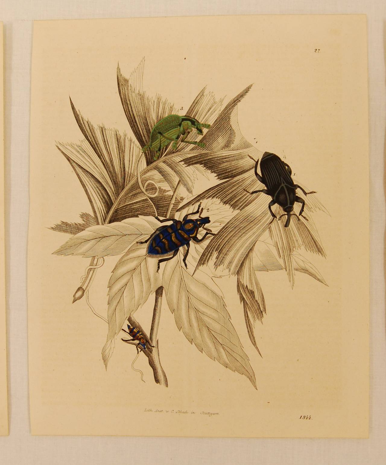 Victorian Set of Three Stuttgart Germany 19th Century Lithographs of Insects