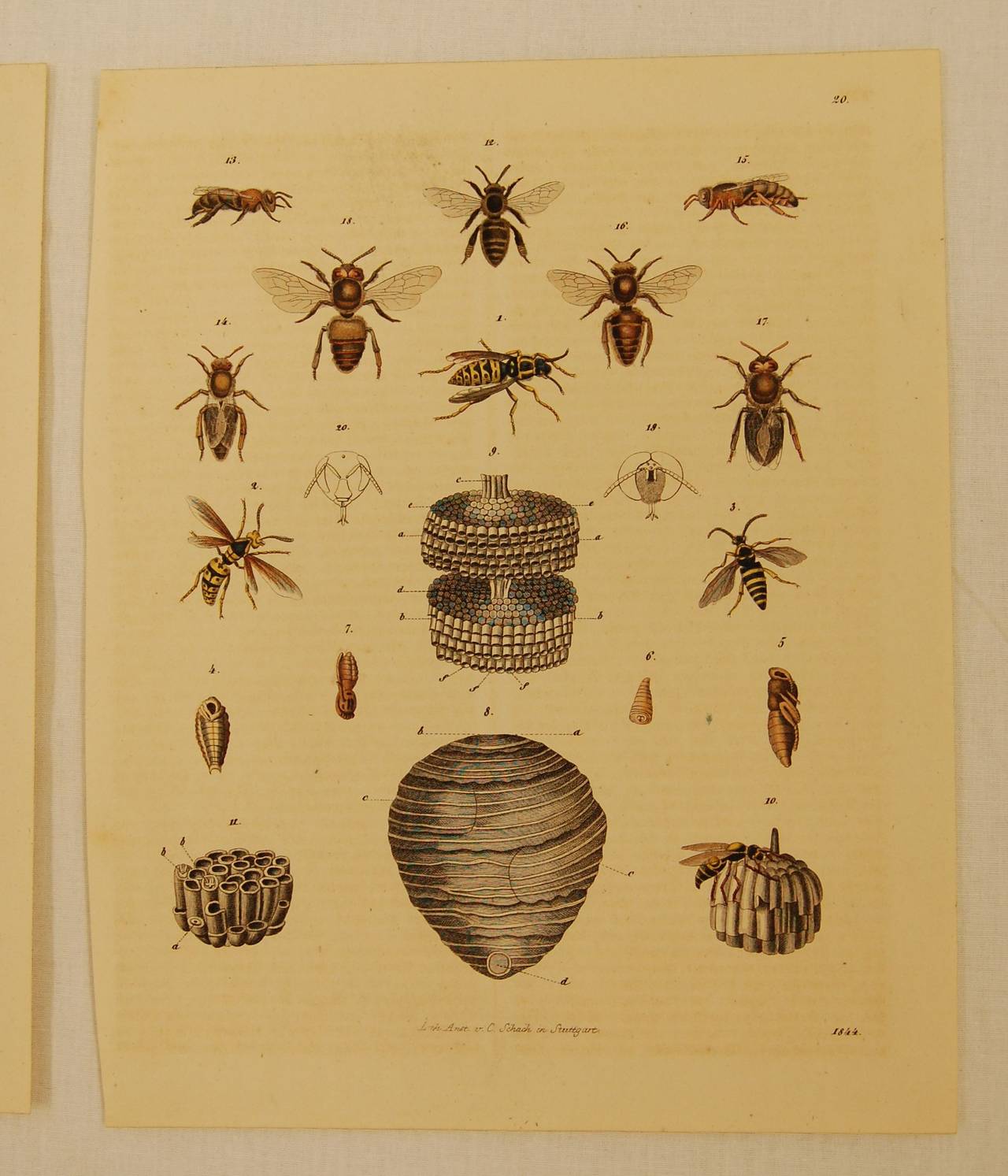 Hand-Painted Set of Three Stuttgart Germany 19th Century Lithographs of Insects