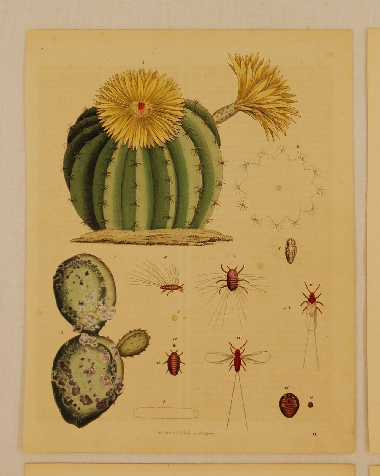 Victorian Set of Six Stuttgart Germany 19th Century Lithographs of Various Insects