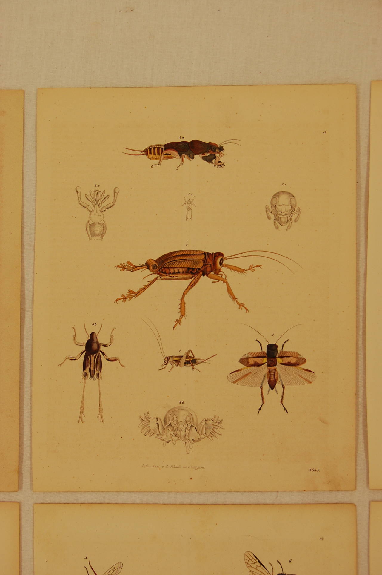 Paper Set of Six Stuttgart Germany 19th Century Lithographs of Various Insects