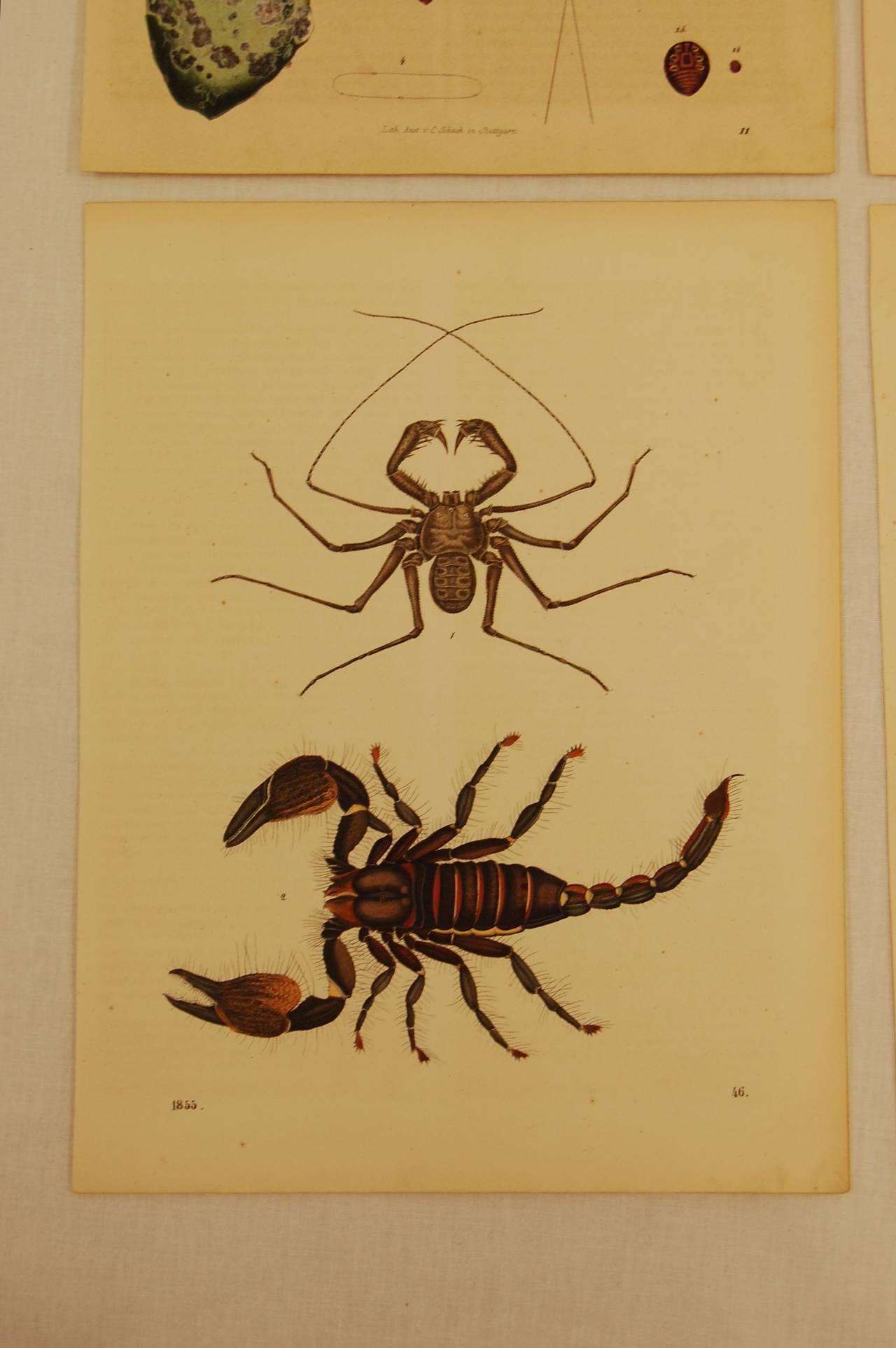 Six German prints in excellent condition, dated between 1843 and 1861.