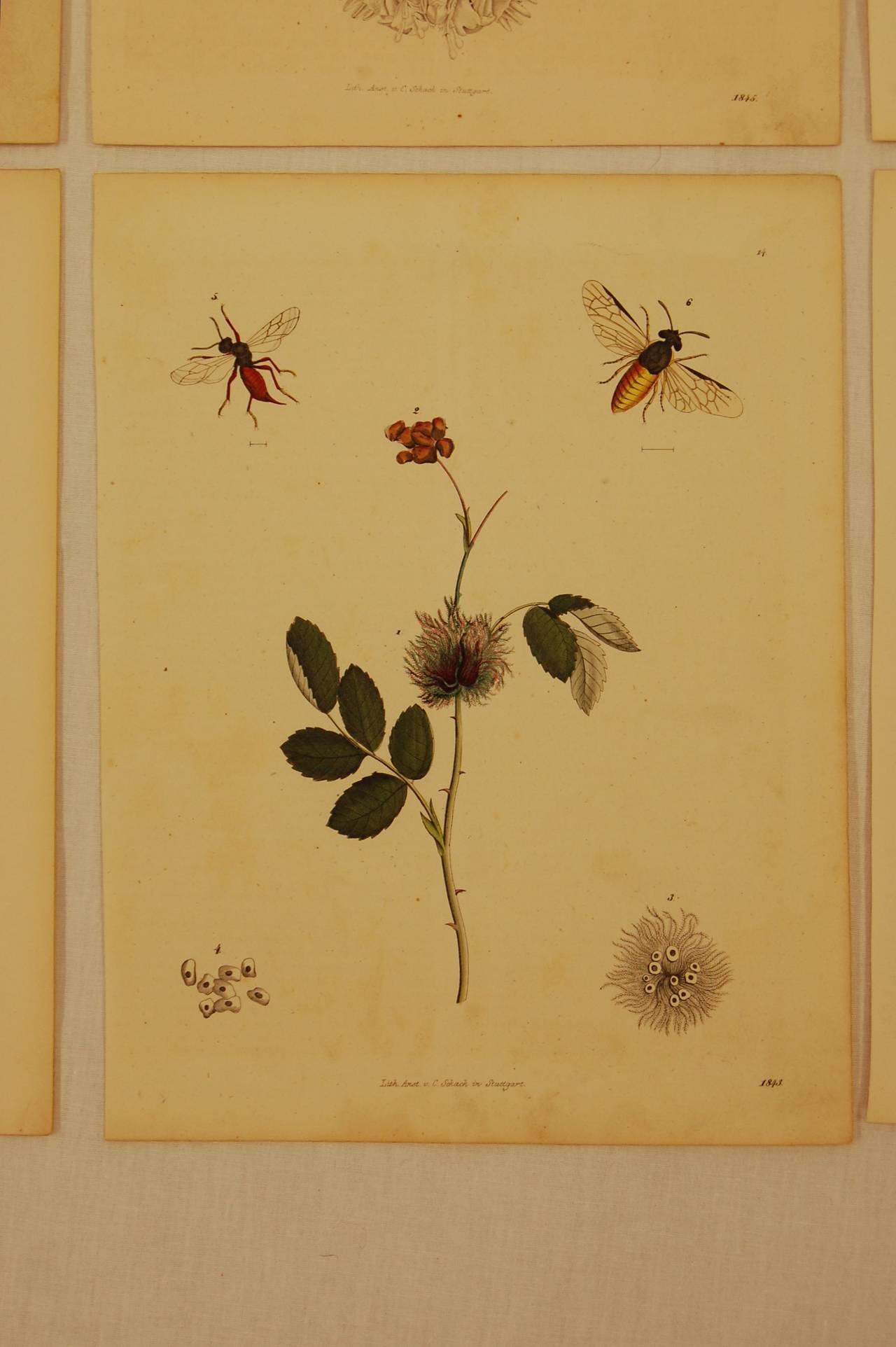 Hand-Painted Set of Six Stuttgart Germany 19th Century Lithographs of Various Insects
