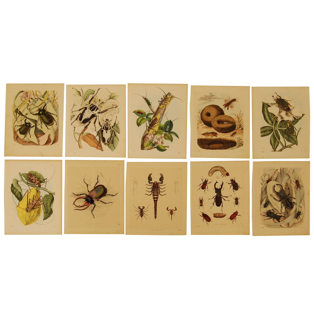 Setof Ten German 19th Century Hand-Colored Lithographs of Beetles