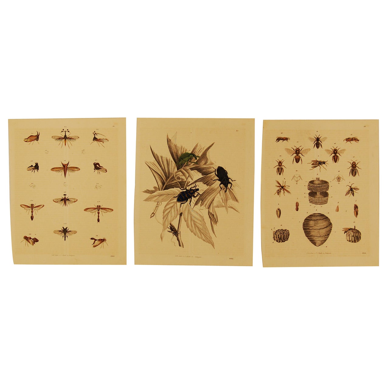 Set of Three Stuttgart Germany 19th Century Lithographs of Insects