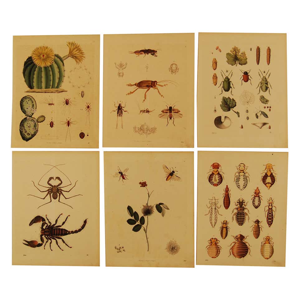 Set of Six Stuttgart Germany 19th Century Lithographs of Various ...