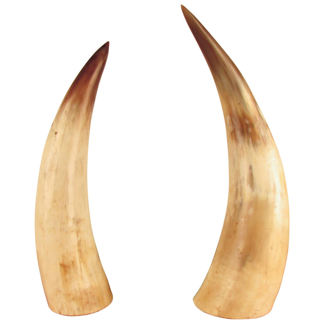 Captivating Pair of Large Natural Horns at 1stdibs