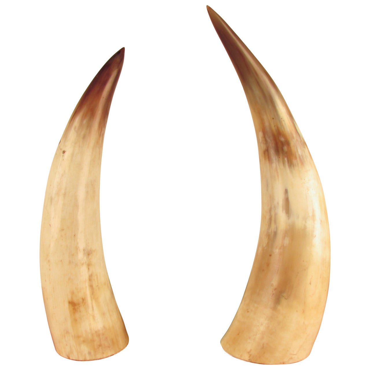 Captivating Pair of Large Natural Horns