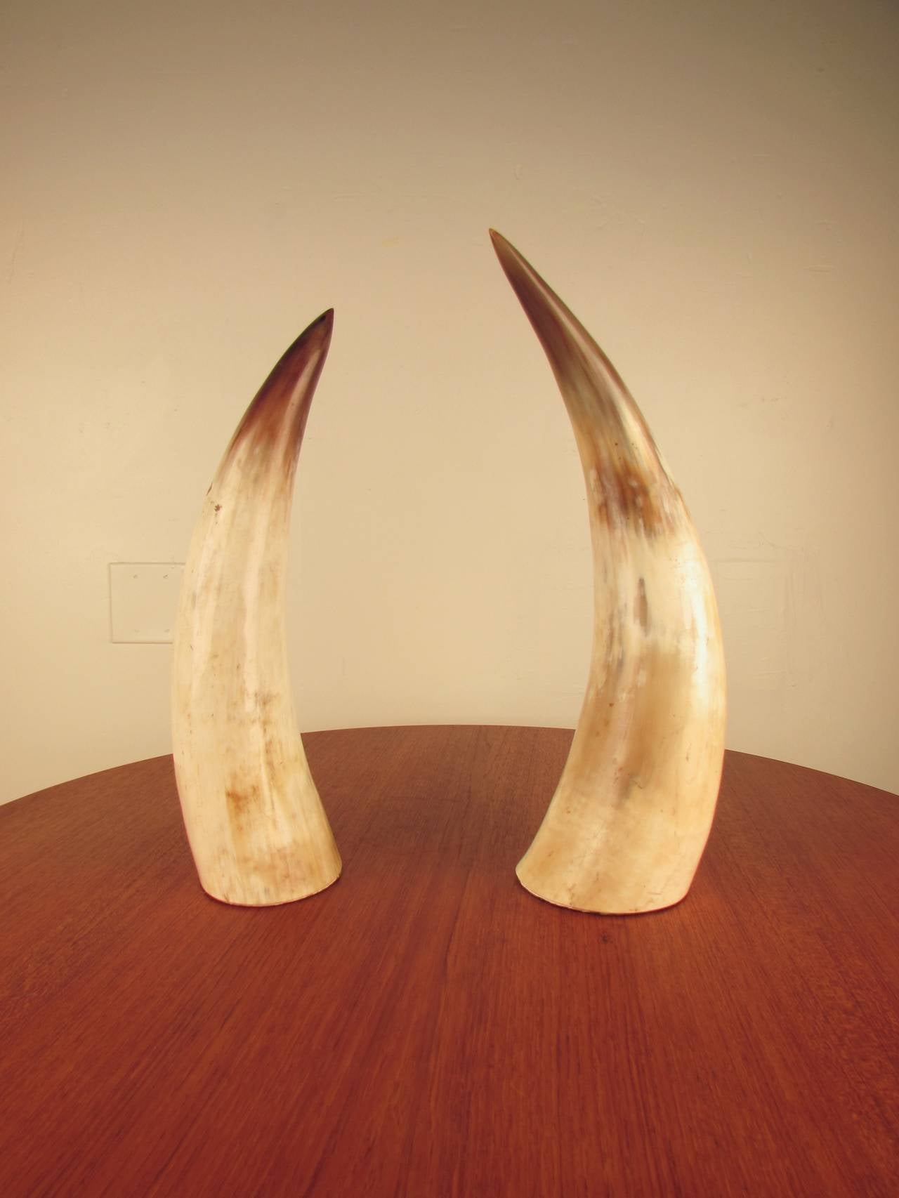 Truly gorgeous pair of large natural horns. The subtleties of the color variations are just stunning--tons of visual interest. 
Both are 5.5
