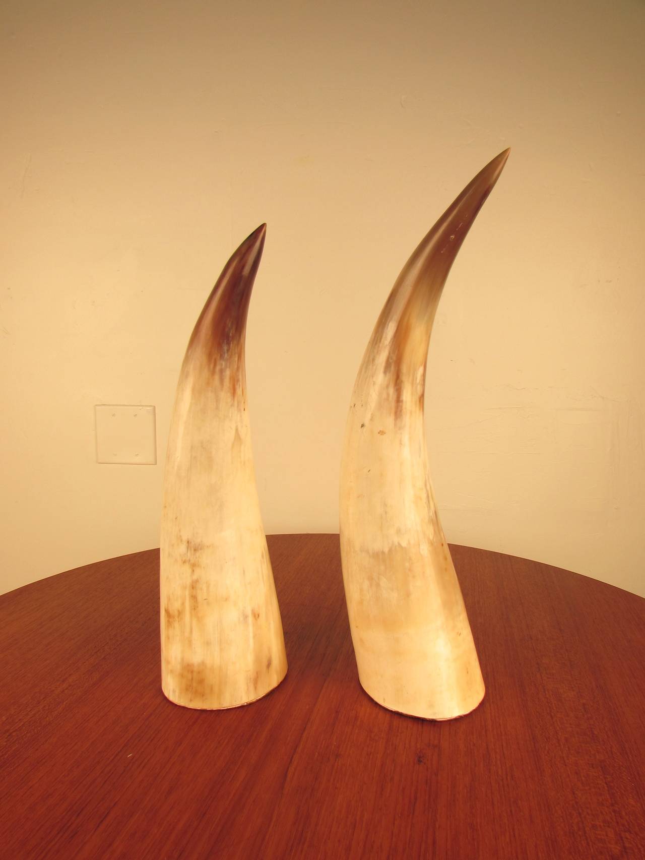 Hollywood Regency Captivating Pair of Large Natural Horns