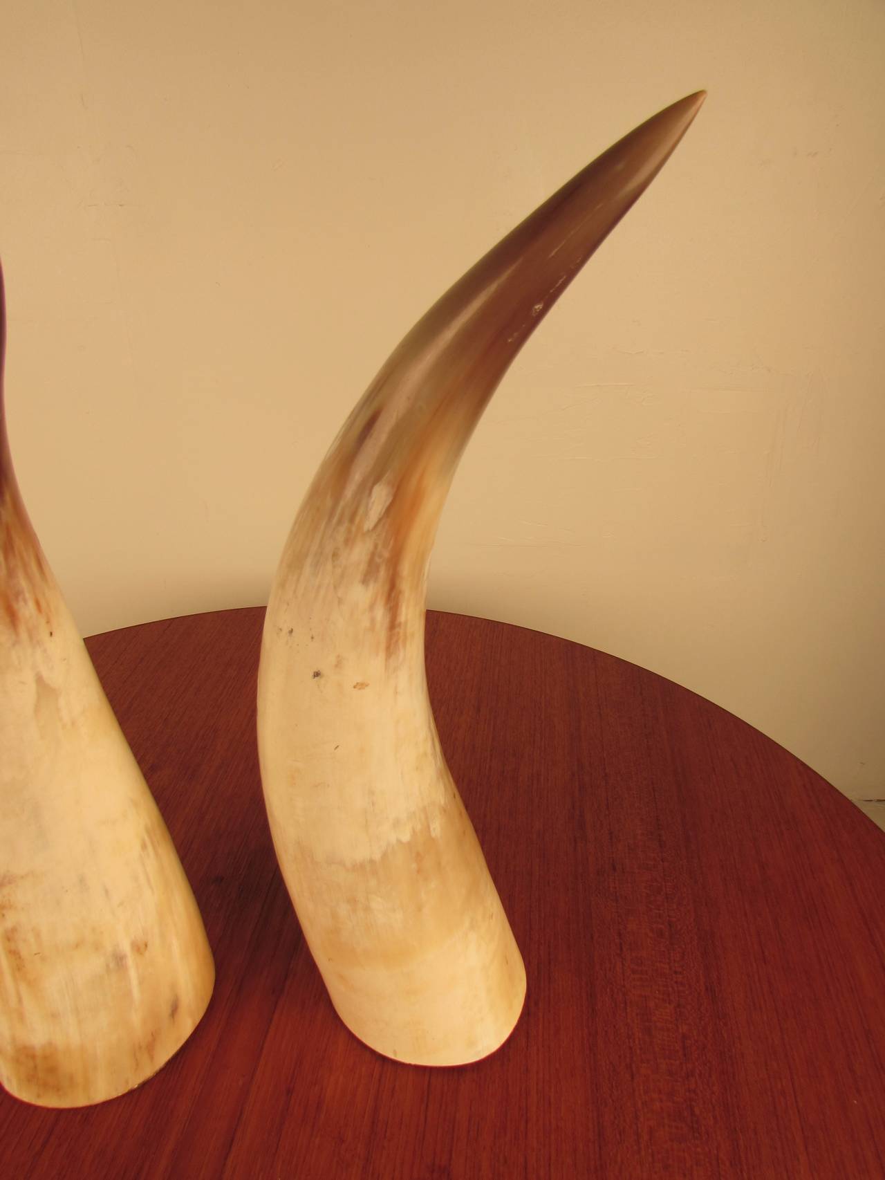 Captivating Pair of Large Natural Horns In Excellent Condition In New York, NY