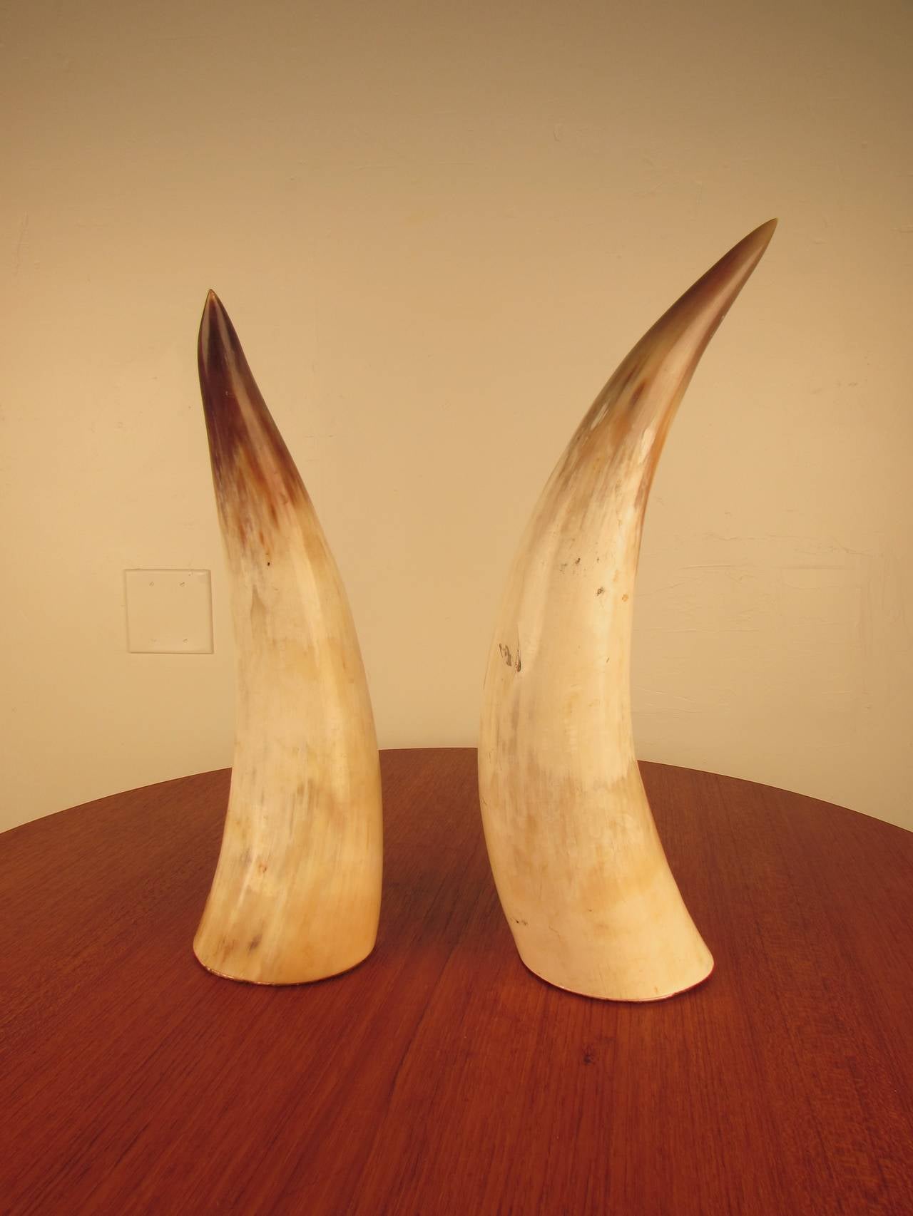 Mid-20th Century Captivating Pair of Large Natural Horns
